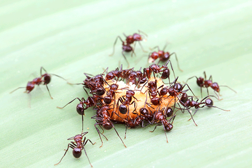 Diese Ameisenköder wirken schnell und zuverlässig - Detail - Produktetests  - Tests 